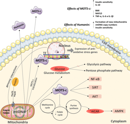 MOTS-c – 10mg - Image 3